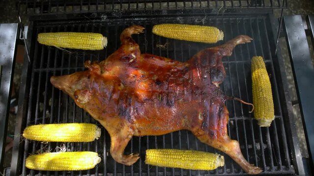 4K, Chef cooking barbecue with whole pig on grilled with corn on cob. Very delicious tasty pork on barbecue in backyard. Crispy roasted piglet food cooked with grilling BBQ in the garden of house-Dan