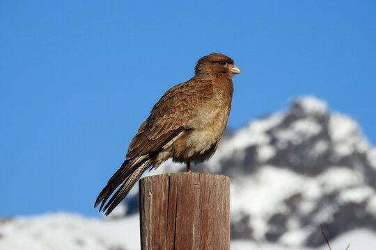 Chimango Caracara (Milvago chimango)