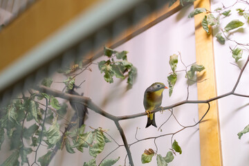 Small canary in a cage, a hosowla of birds