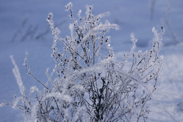frost covered branches