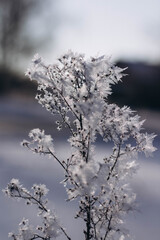 snow covered branches of tree