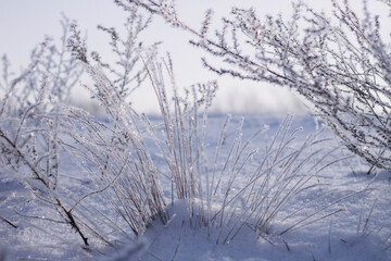 snow covered trees