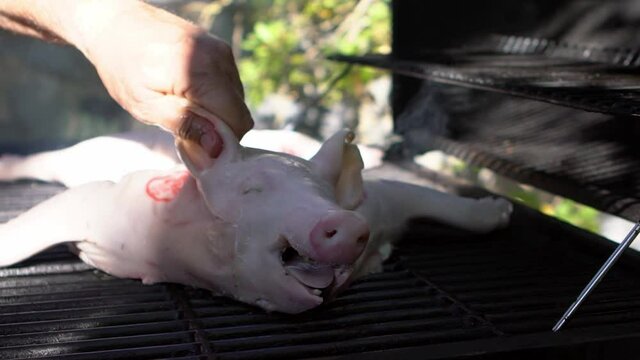 Chef cooking barbecue with a whole pig on grilled. Very delicious tasty pork on a barbecue in backyard. Crispy roasted piglet food cooked with grilling BBQ in the garden of a house.-Dan