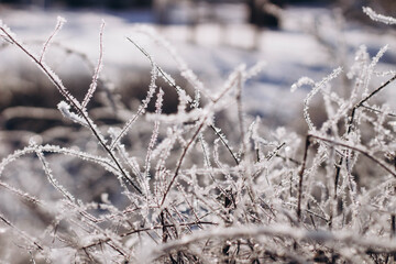 frost on grass