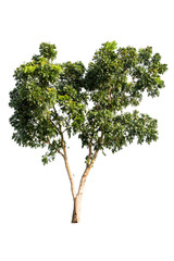 Obraz premium Isolated tropical big tree on white background with clipping path. Suitable for use in advertising and architecture design.