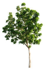 Fototapeta premium Isolated tropical big tree on white background with clipping path. Suitable for use in advertising and architecture design.