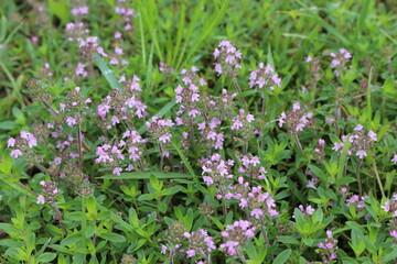 Medicinal herb thyme blooms in the summer meadow