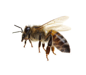 Honey bee isolated on white