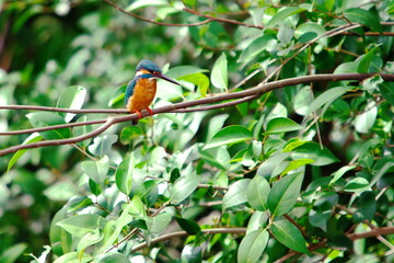 新緑の中で輝くカワセミ