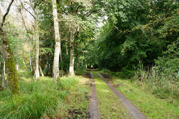 Waldweg auf dem Darß