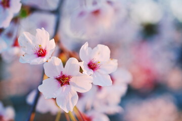 春の夜桜を愛でる宴