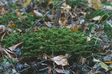 green moss in autumn forest