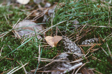 green moss in autumn forest