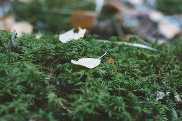 green moss in autumn forest