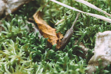 green moss in autumn forest