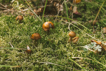 green moss in autumn forest