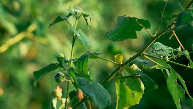 Beautiful sky and velvetleaf plant, velvet plant, velvetweed,Abutilon theophrasti, known as velvetleaf,