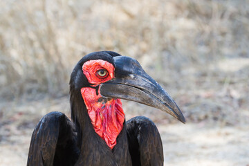 Southern ground hornbill (Bucorvus leadbeateri) closeup head portrait with vehicle reflection in eye in Kruger National Park, South Africa with bokeh background