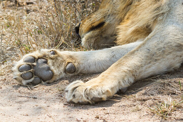 Closeup of the paw detail of a male lion lying down in Kruger National Park, South Africa