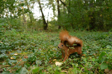 A squirrel with a lush tail in the autumn forest runs on the grass.

