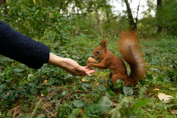 A squirrel eats a nut from a human hand in the autumn forest on the grass.