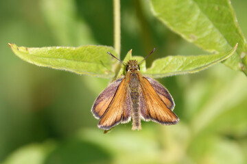 Obraz premium Essex Skipper