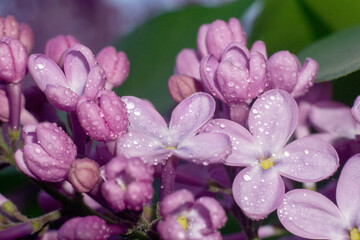 blooming lilac in drops of dew and rain
