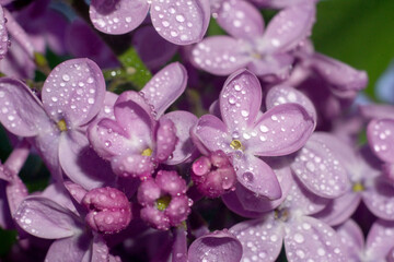 blooming lilac in drops of dew and rain