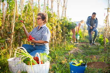 Obraz premium Elderly woman amateur gardener harvesting ripe tomatoes on her vegetable garden on sunny fall day