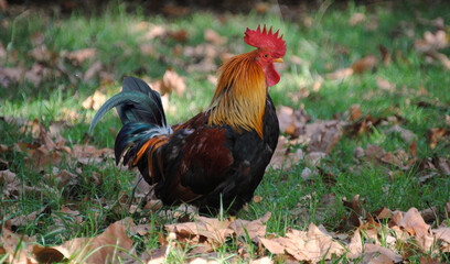 Galo no meio de um campo com folhas de árvores caídas, outono