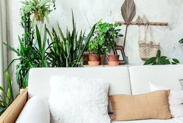 Light sofa with pillows against a gray wall. There are many pots of green plants behind the sofa.