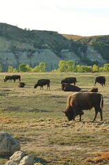 View of wild bisons in the Theodore Roosevelt National Park in badlands in North Dakota, United States