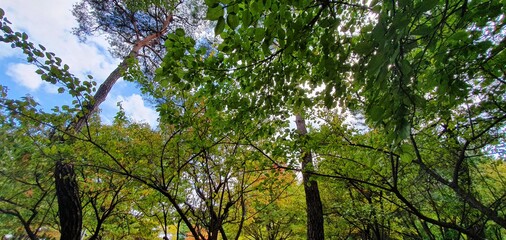 공원에서 올려다본 하늘에 보이는 나무잎