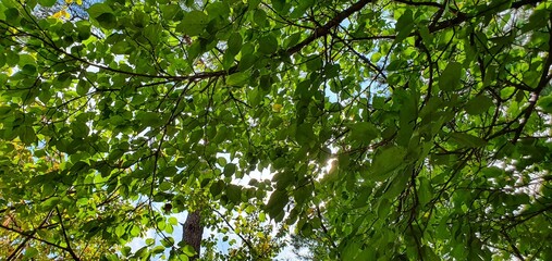 Fototapeta na wymiar 공원에서 올려다본 하늘에 보이는 나무잎