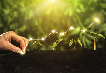 Hand planting seedling growing step in garden with sunshine. Concept of Start-up business growth, profit, development and success.	