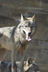 Obraz premium ヨーロッパオオカミ