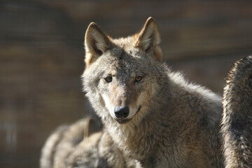 ヨーロッパオオカミ