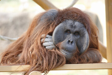 オランウータン © Paylessimages