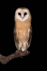 Barn owl in the dark (Tyto alba)