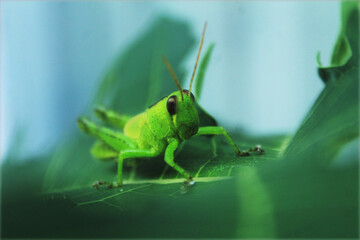 green grasshopper on a leaf