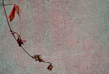 A sprig of wild grapes with red leaves on the background of a gray-pink wall