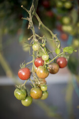 tomatoes on a branch