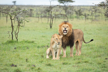 A pride of lions on the plains of the Kenyan Maasai Mara.
