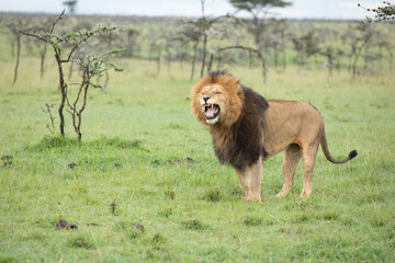 A pride of lions on the plains of the Kenyan Maasai Mara.