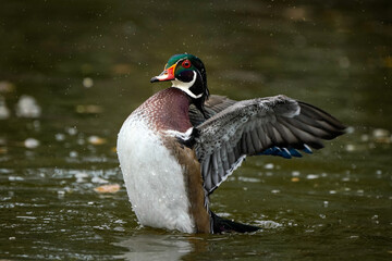 Wood Duck Drake Flap