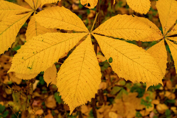 Autumn, the leaves of the chestnut tree turned yellow.