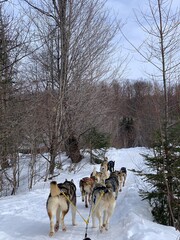 Laurentides, Quebec / Canada - February 27 2020: Husky of dog sledding in Laurentides, Kanatha Aki resort, Val-des-Lacs, Quebec, Canada