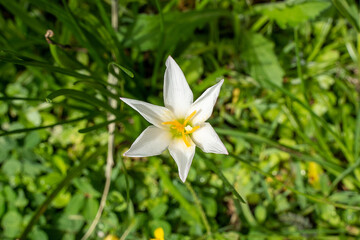 White daffodil flower in the green lawn