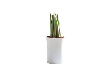 Air filtering or small plant concept. Sansevieria Cylindrica growth in white ceramic flower pot isolated on white background, clipping path.