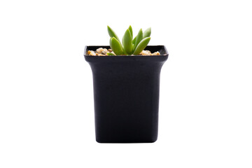 Small plant concept. Succulent growth in black plastic flower pot isolated on white background, clipping path.